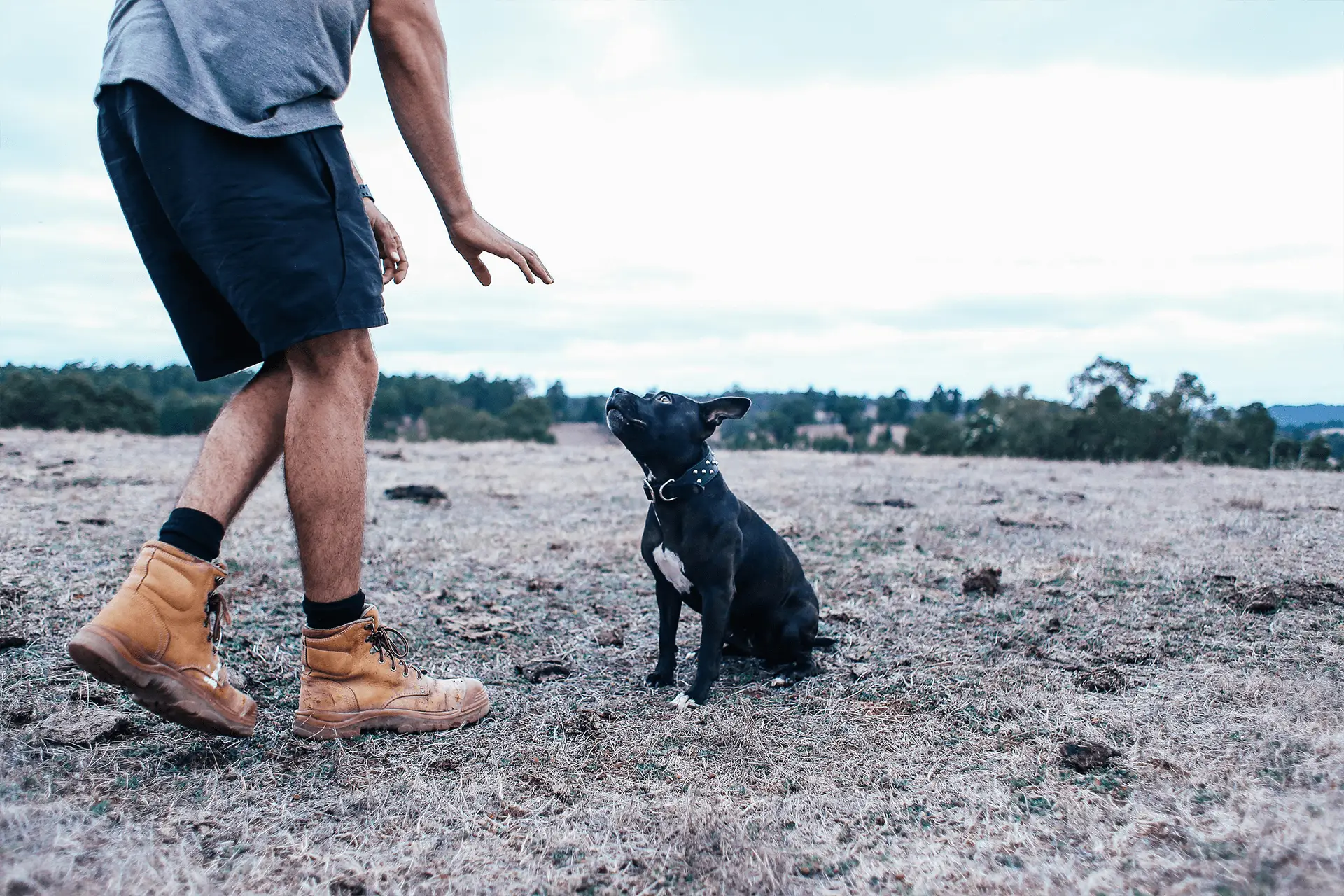 5 Common Dog Behavior Problems & How to Solve Them