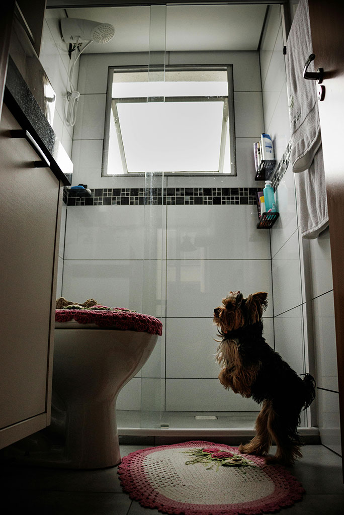 toilet training a pup in 7 days