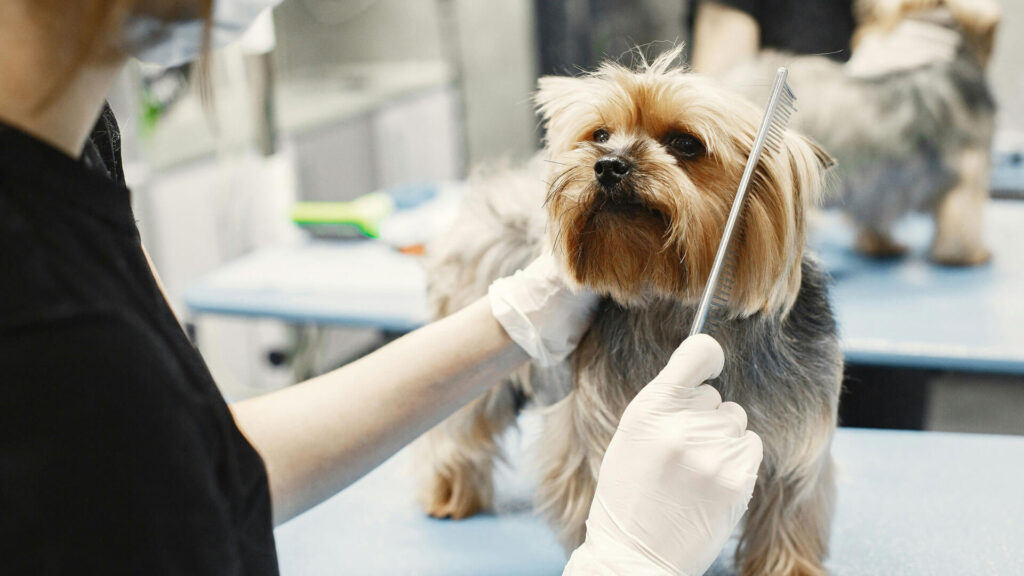 how can you keep your dog still while grooming at home?