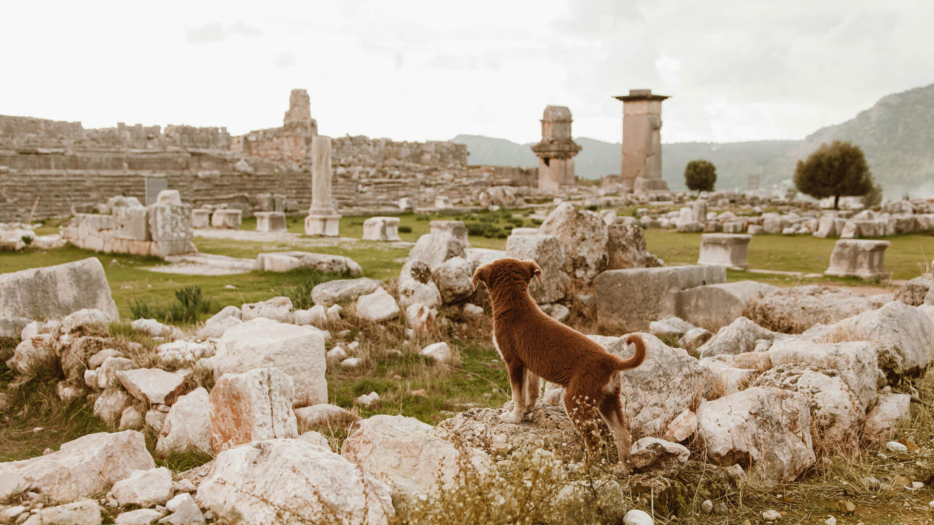 ancient dog breeds.