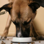 how you can get ants out of your dog food?