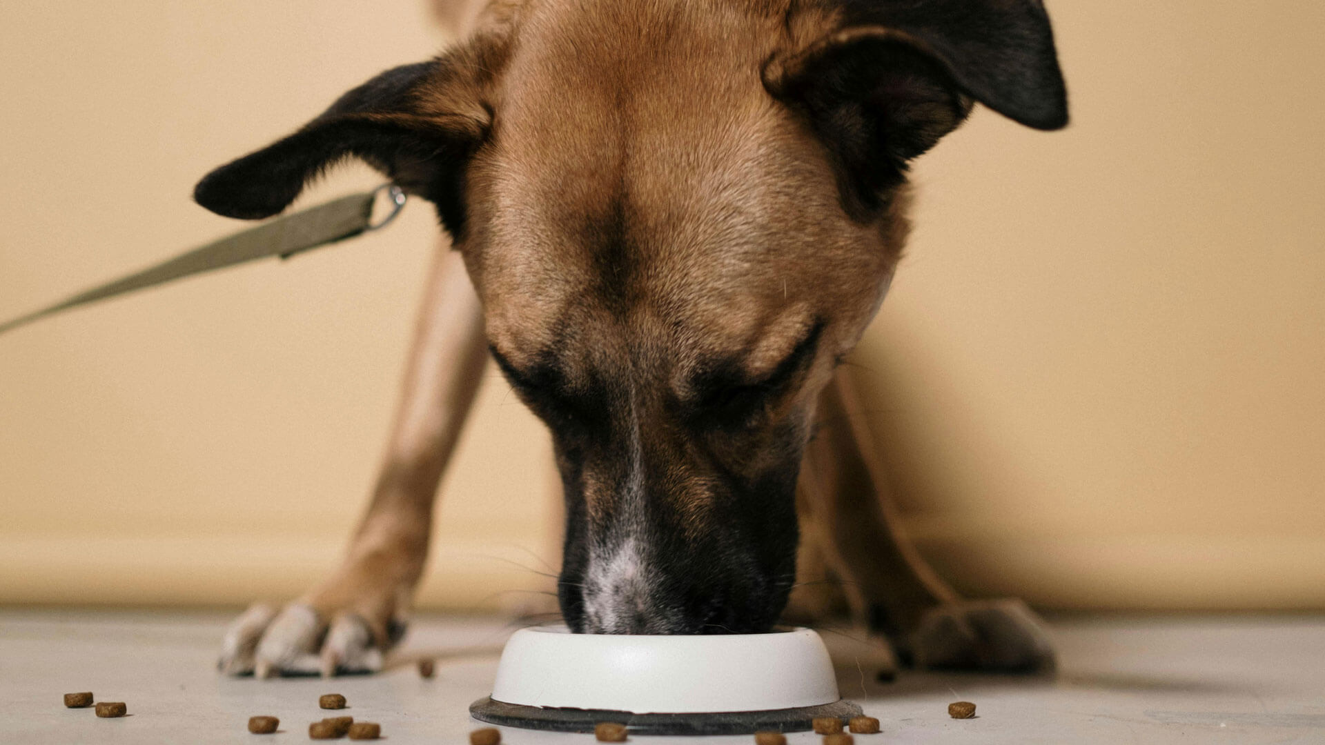 how you can get ants out of your dog food?
