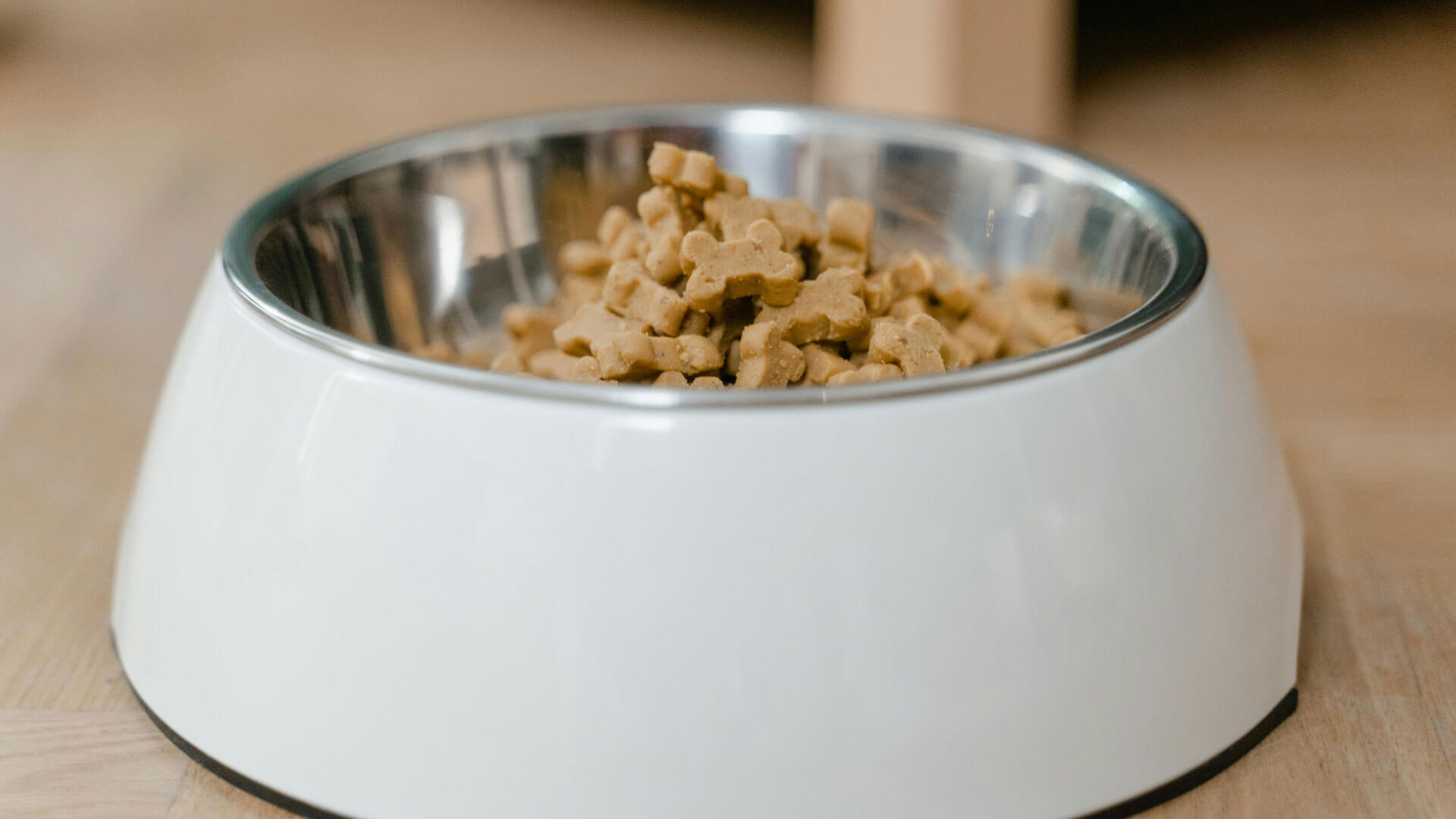 use the best airtight containers to keep ants out of dog food.