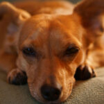 what dog breeds sleep with their open
