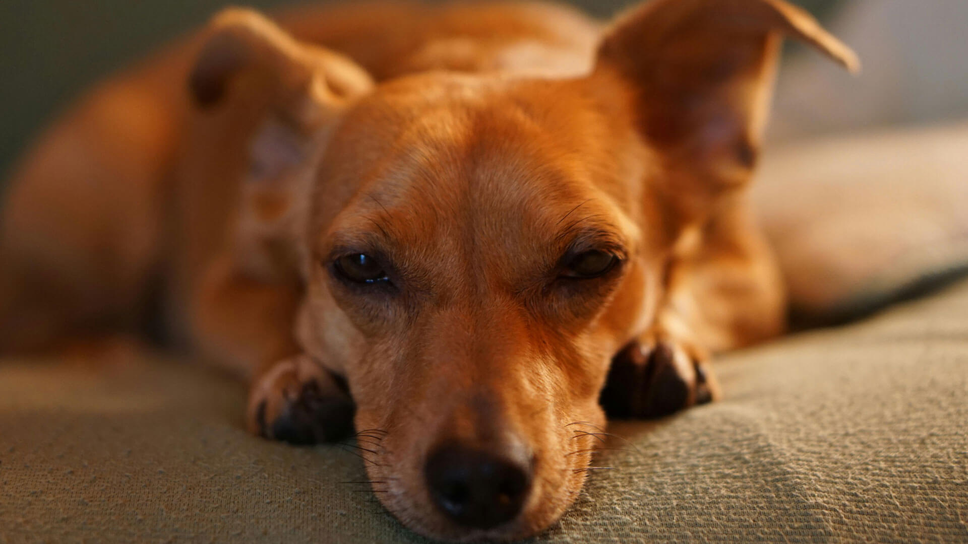 what dog breeds sleep with their open