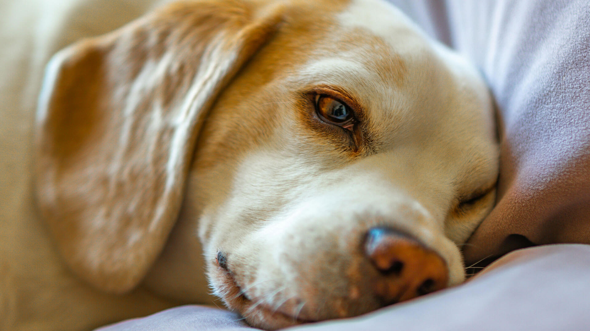 dog REM sleep