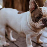 French Bulldog health issues