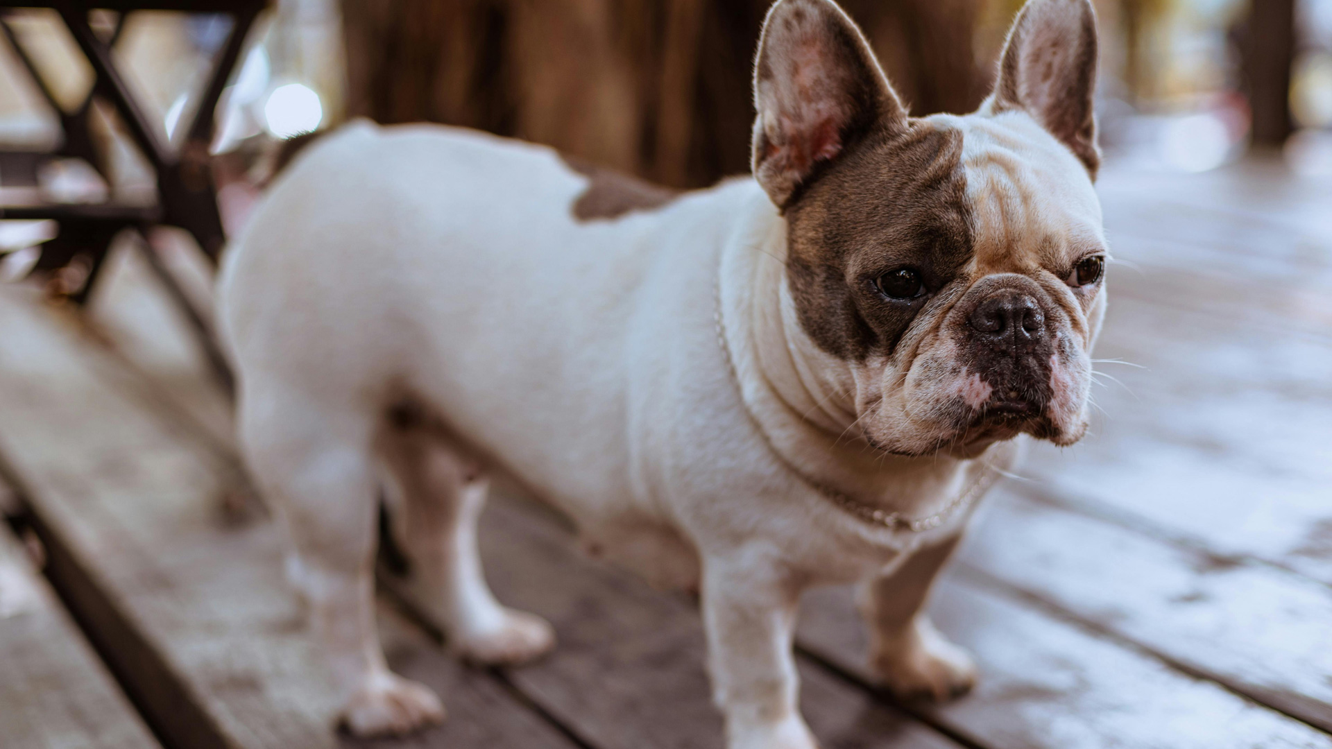 French Bulldog health issues