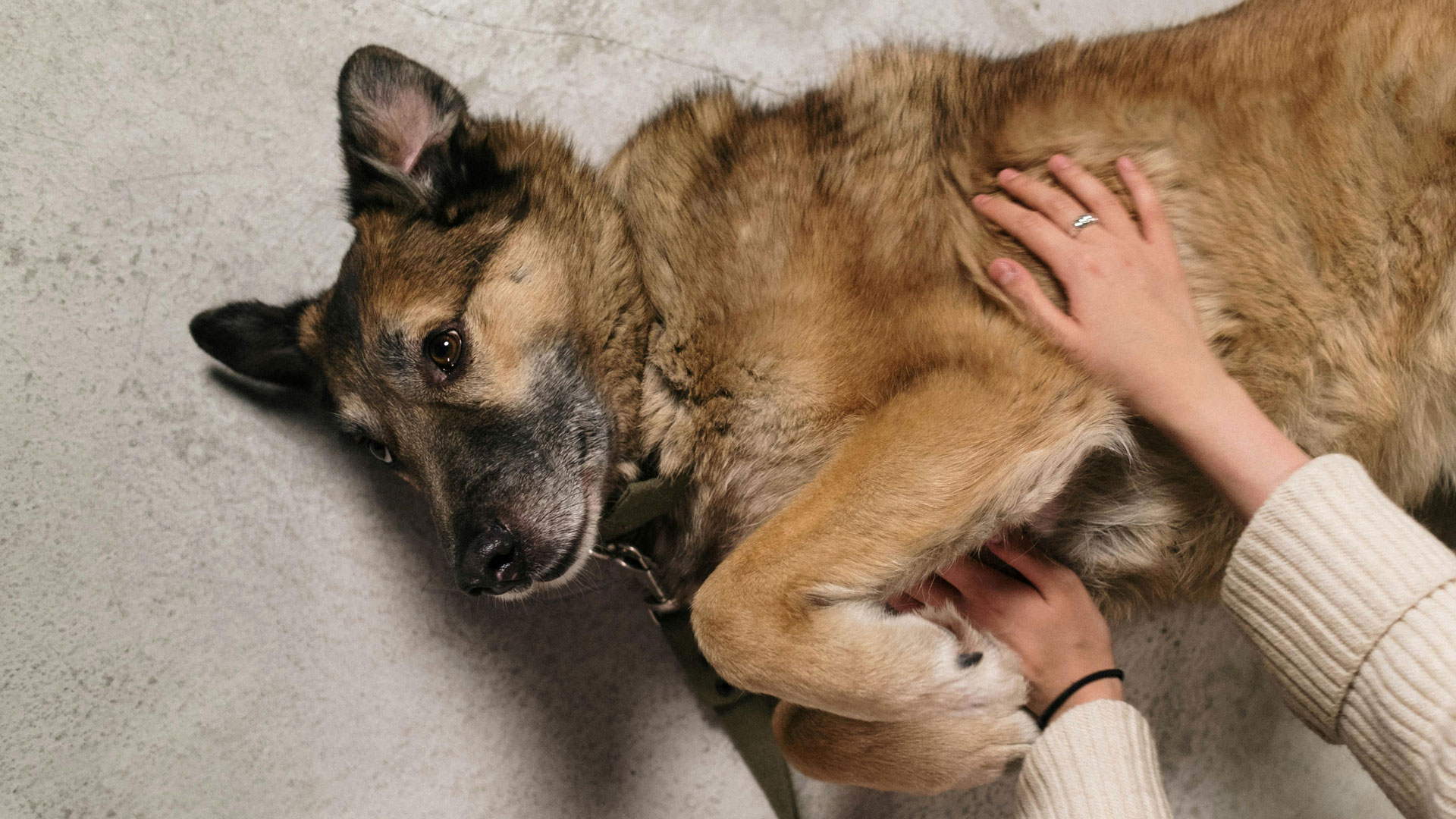 train and care for your German Shepherd