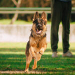 train and care for your German Shepherd