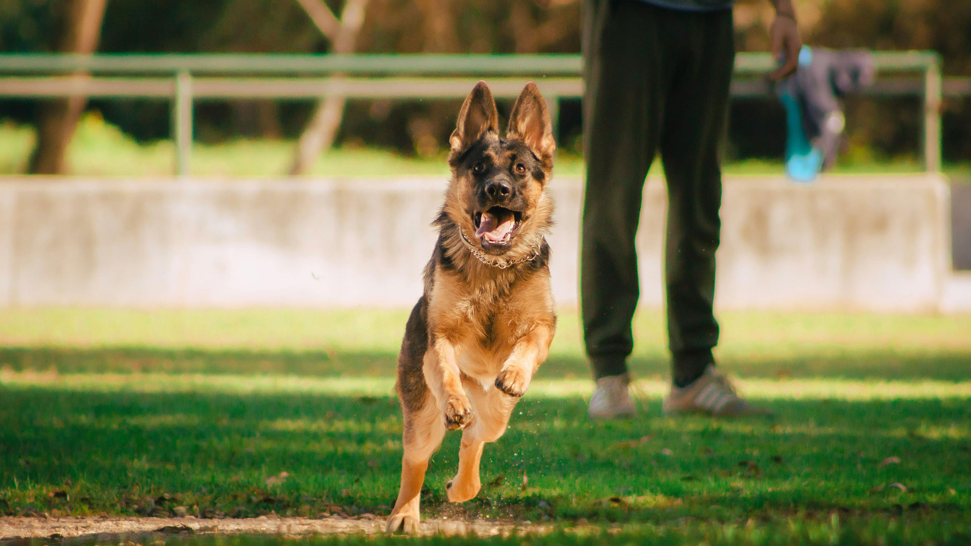 train and care for your German Shepherd