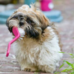how much it costs to set up a dog grooming business.
