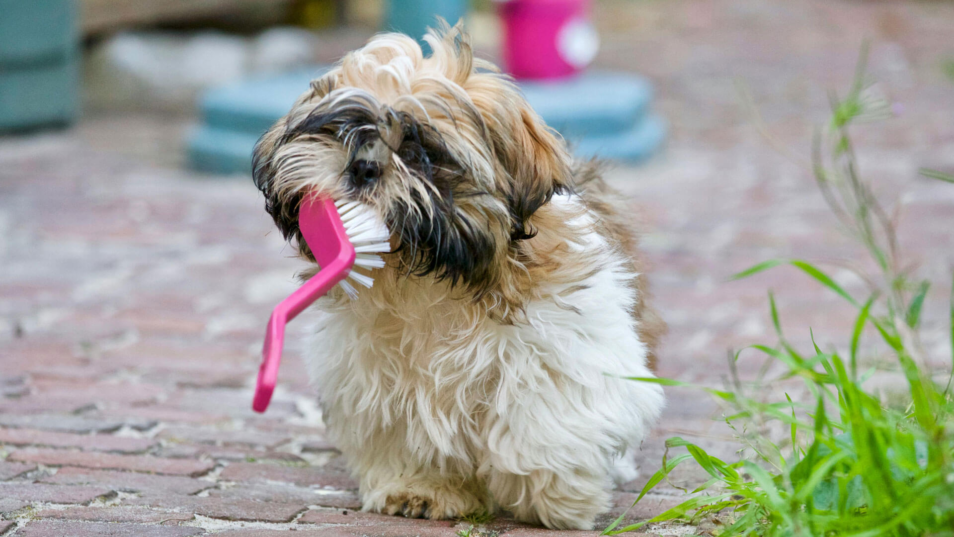 how much it costs to set up a dog grooming business.