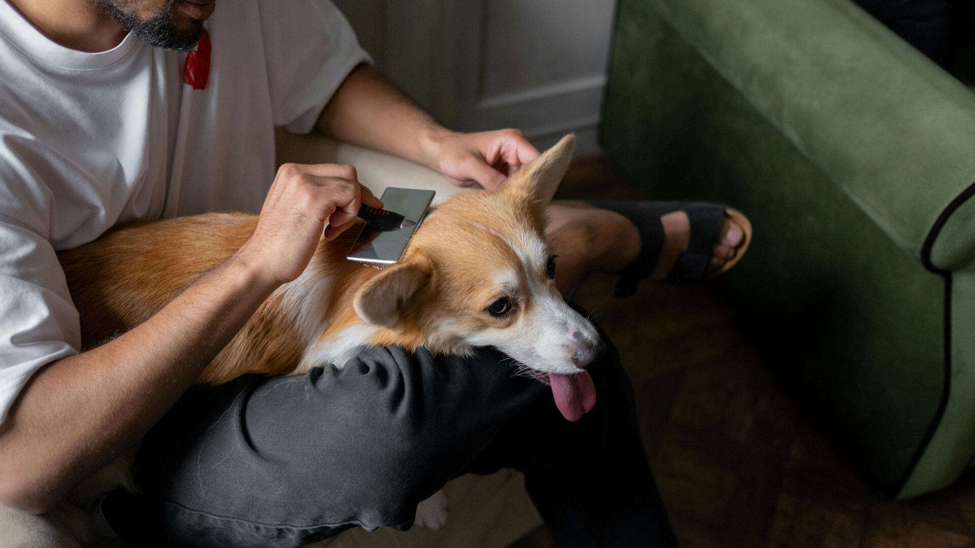 dog grooming business plan