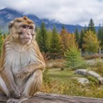 A monkey sitting outdoors while a Canadian pet owner researches exotic pet laws.