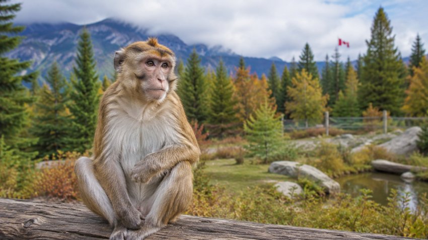A monkey sitting outdoors while a Canadian pet owner researches exotic pet laws.