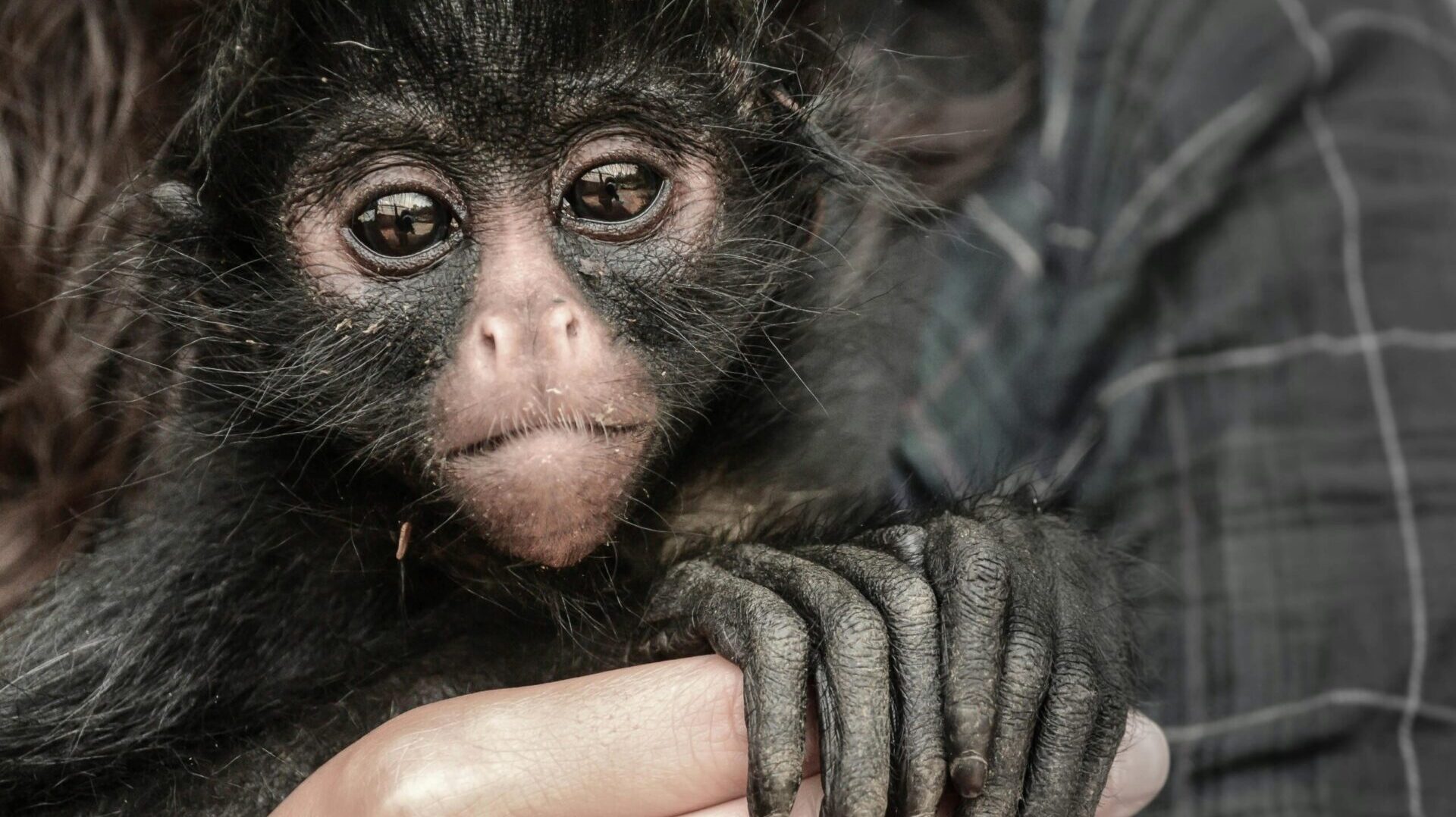 monkey as a pet in Canada