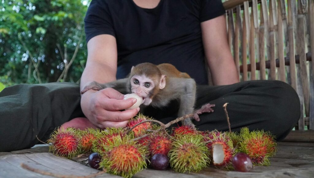 monkey as a pet in Canada