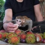 monkey as a pet in Canada
