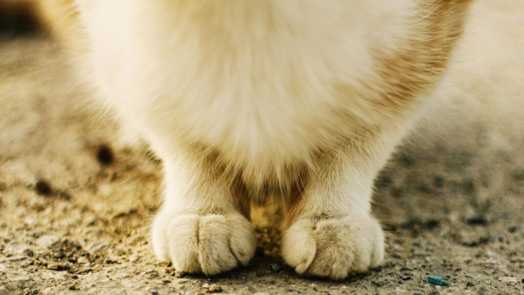 How much does pet insurance cost?