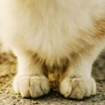 How much does pet insurance cost?