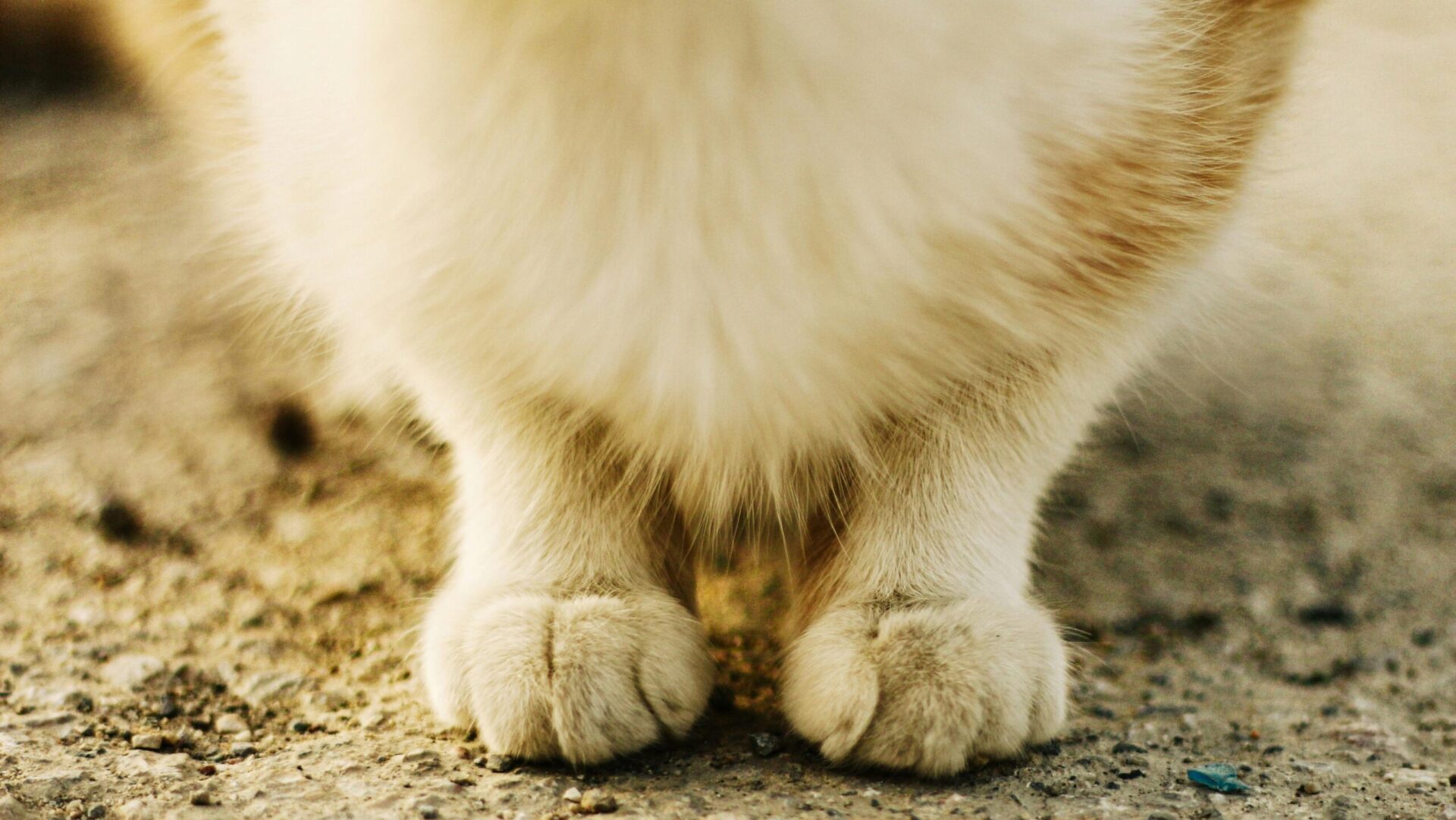 How much does pet insurance cost?