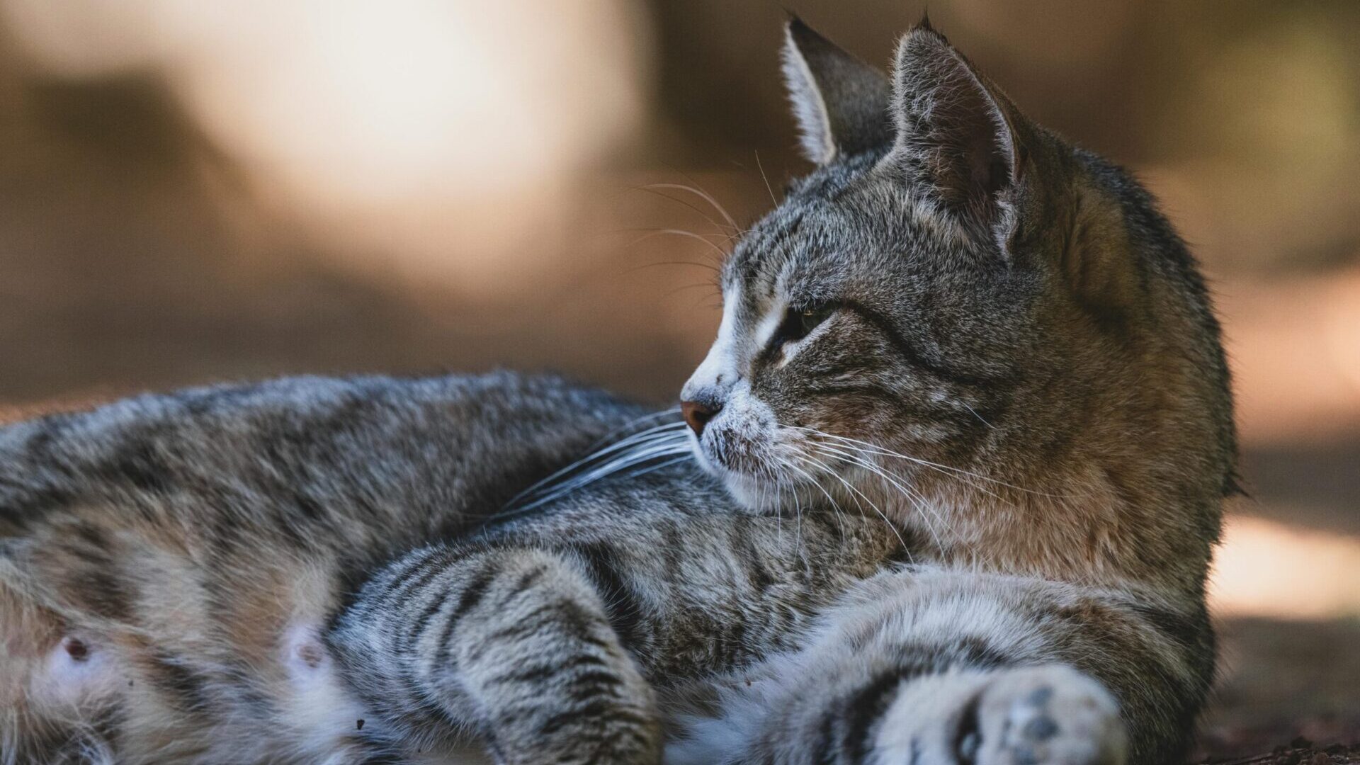 best pet habitat setup