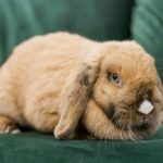 pet bunny rabbit care