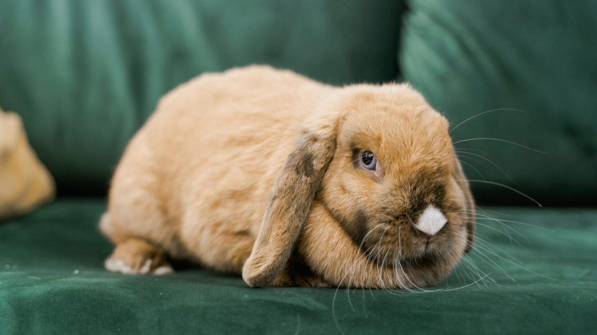 pet bunny rabbit care