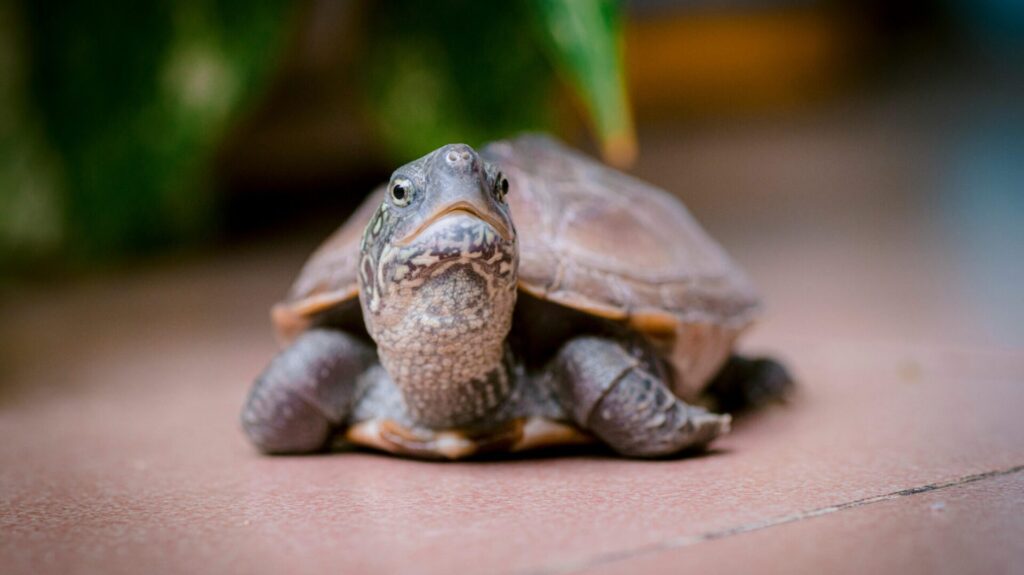 DIY pet habitat ideas