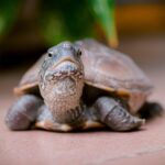 DIY pet habitat ideas