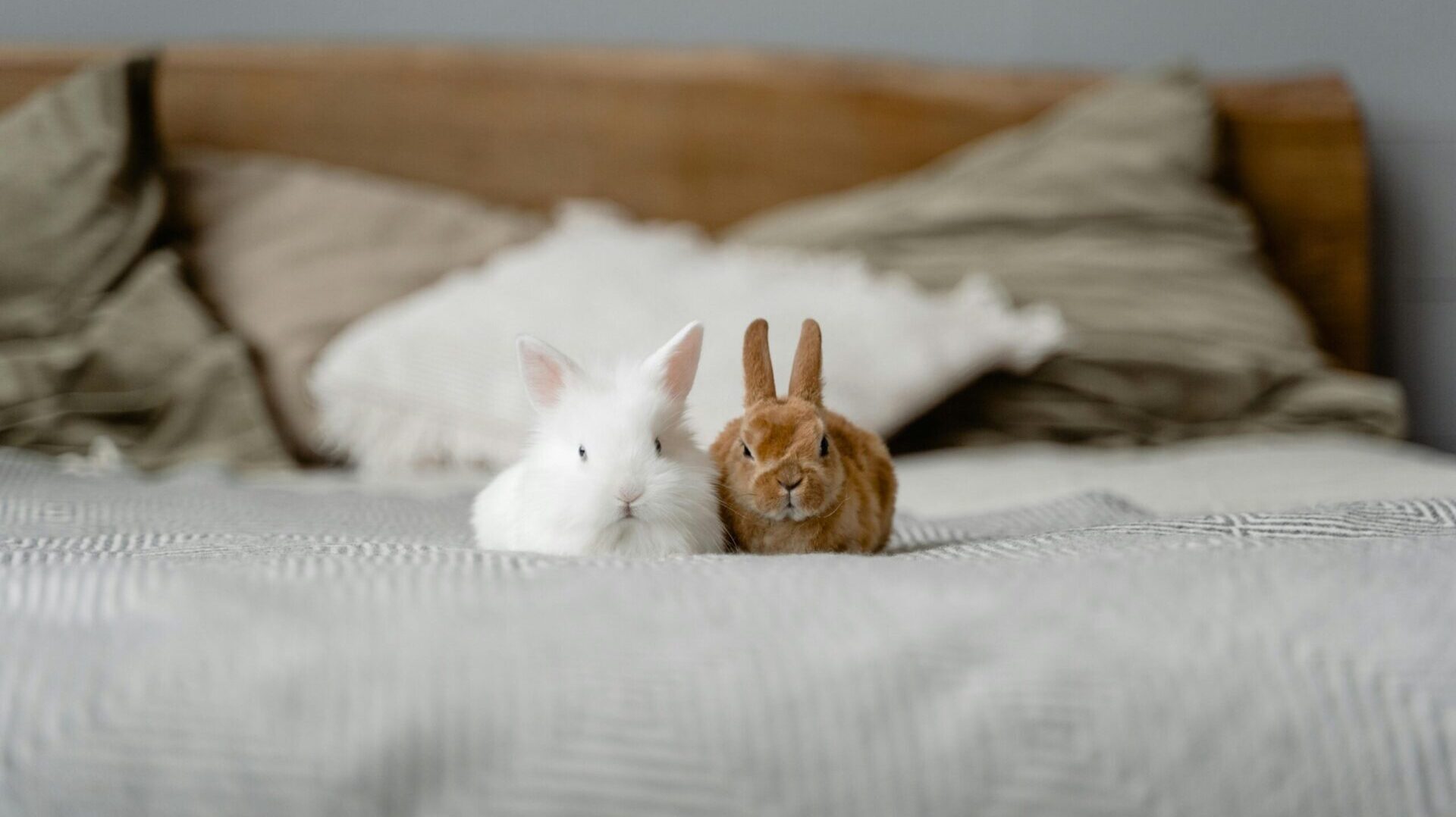 bunny rabbit in The Secret Life of Pets