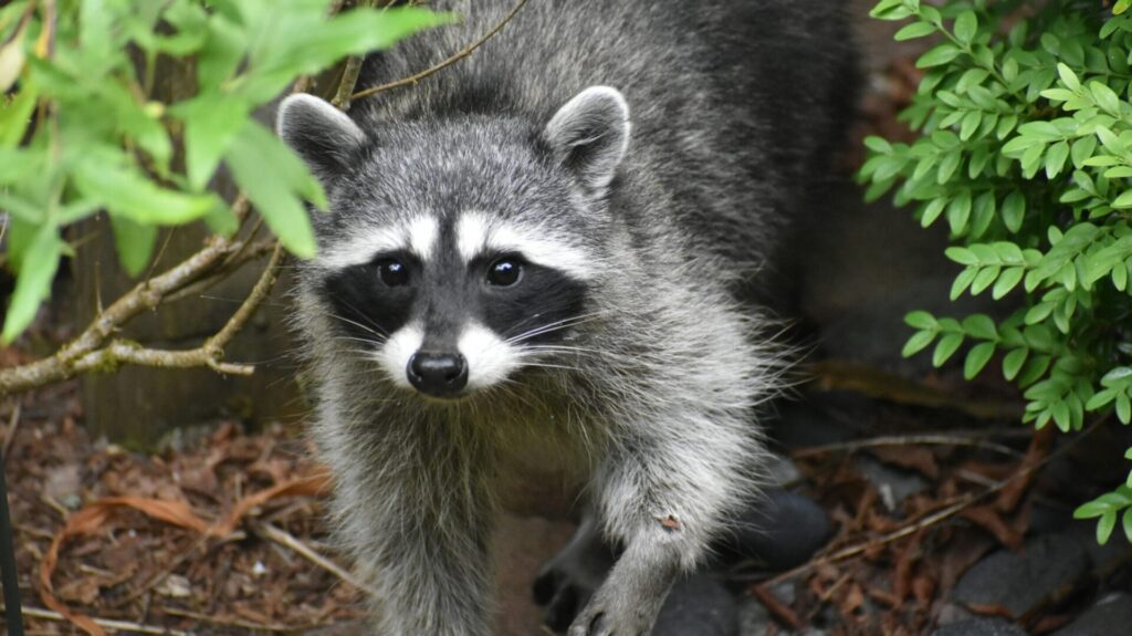 raccoons as pets