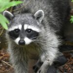 raccoons as pets