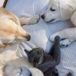 dogs vs cats as pets?