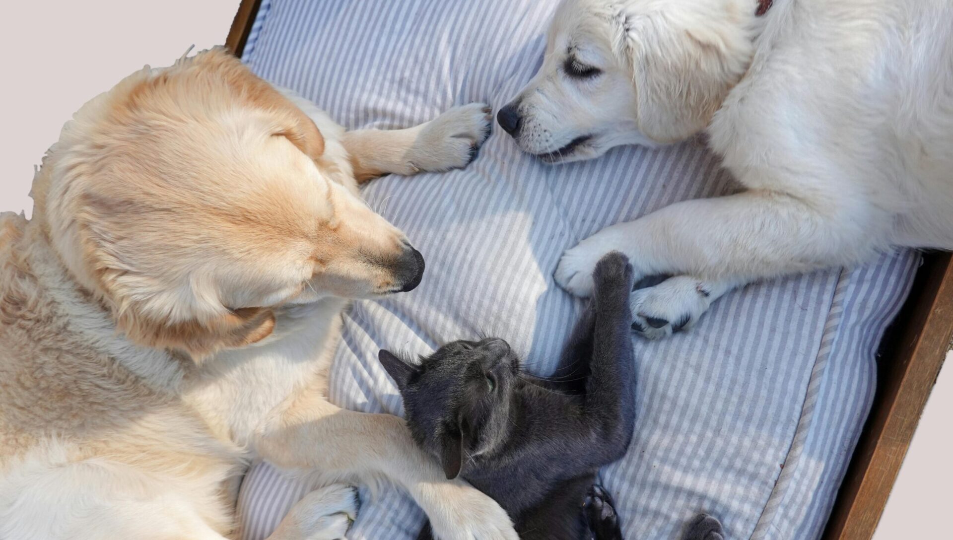 dogs vs cats as pets?