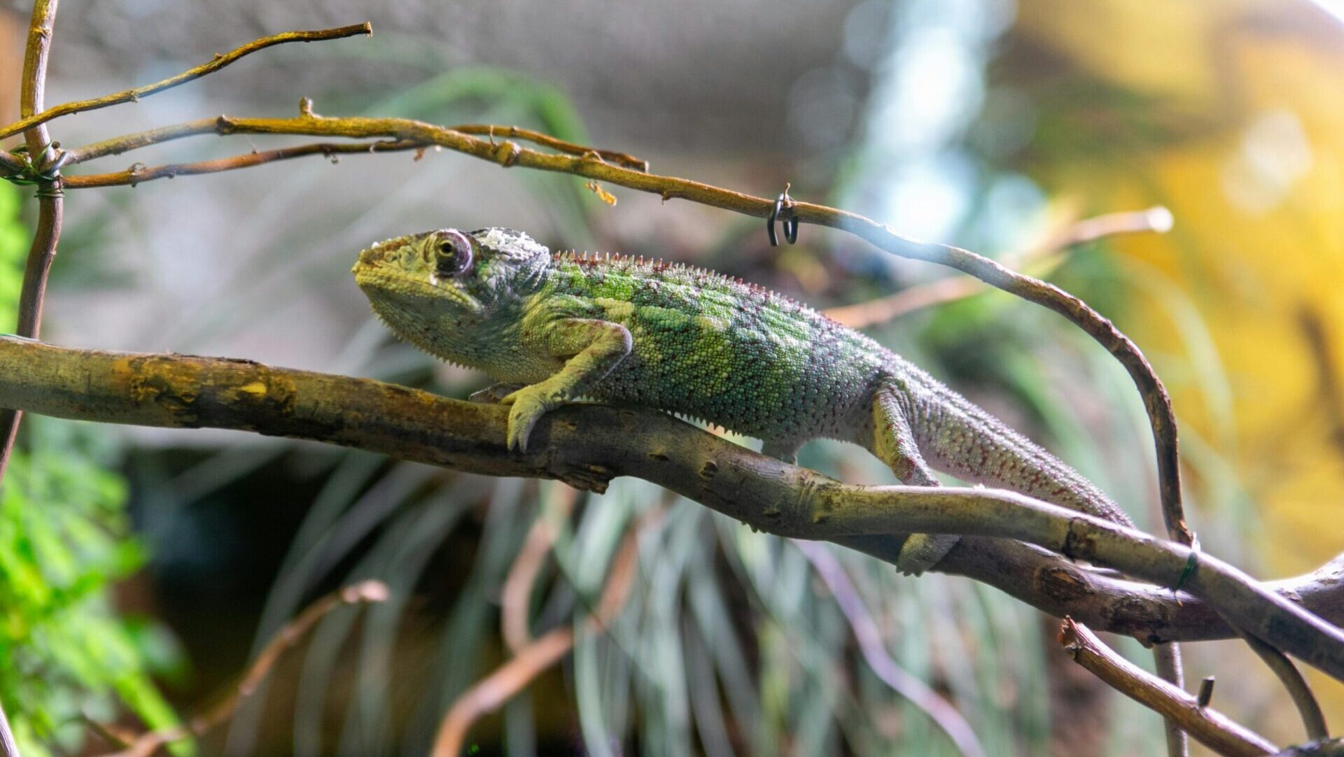 Reptiles and Exotic Pets