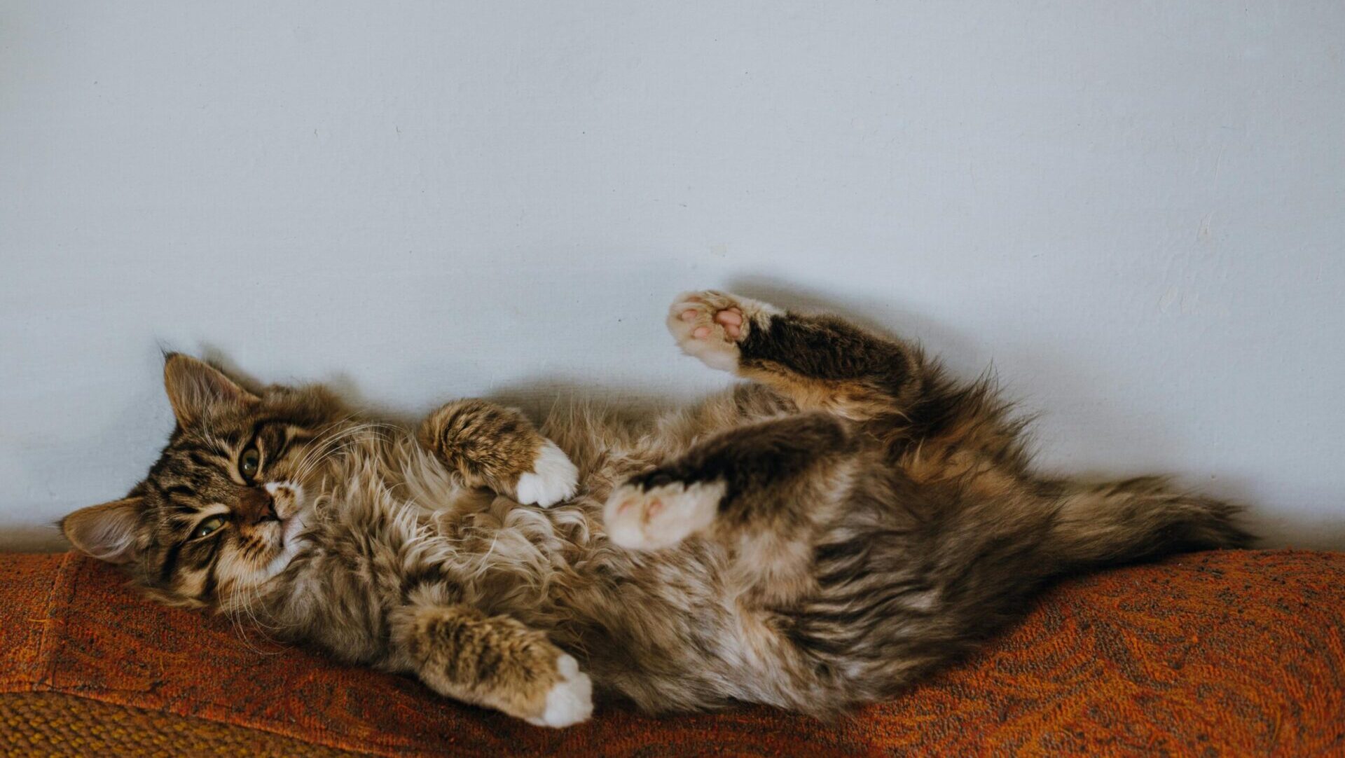 is nasal polyps - benign growths or neoplasia that can silently damage