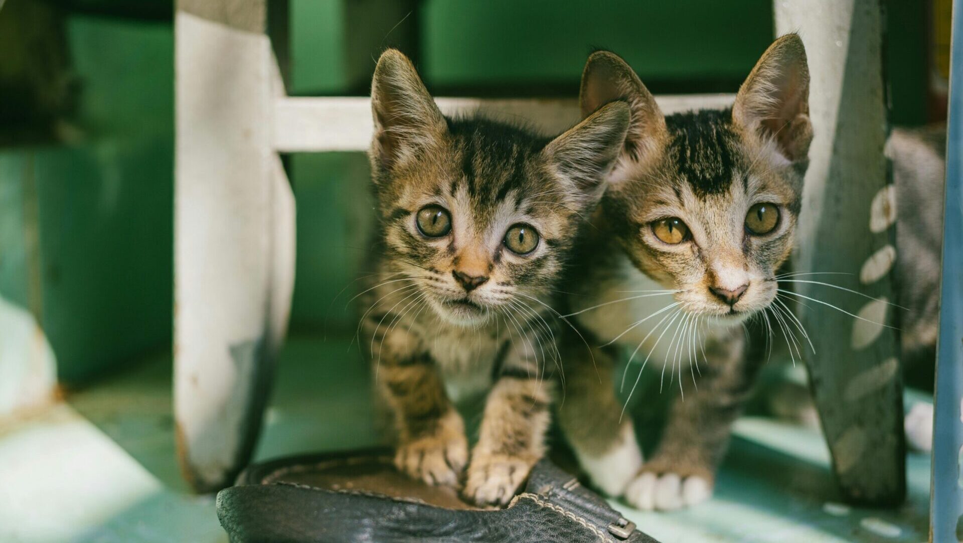 low-maintenance pets for small homes