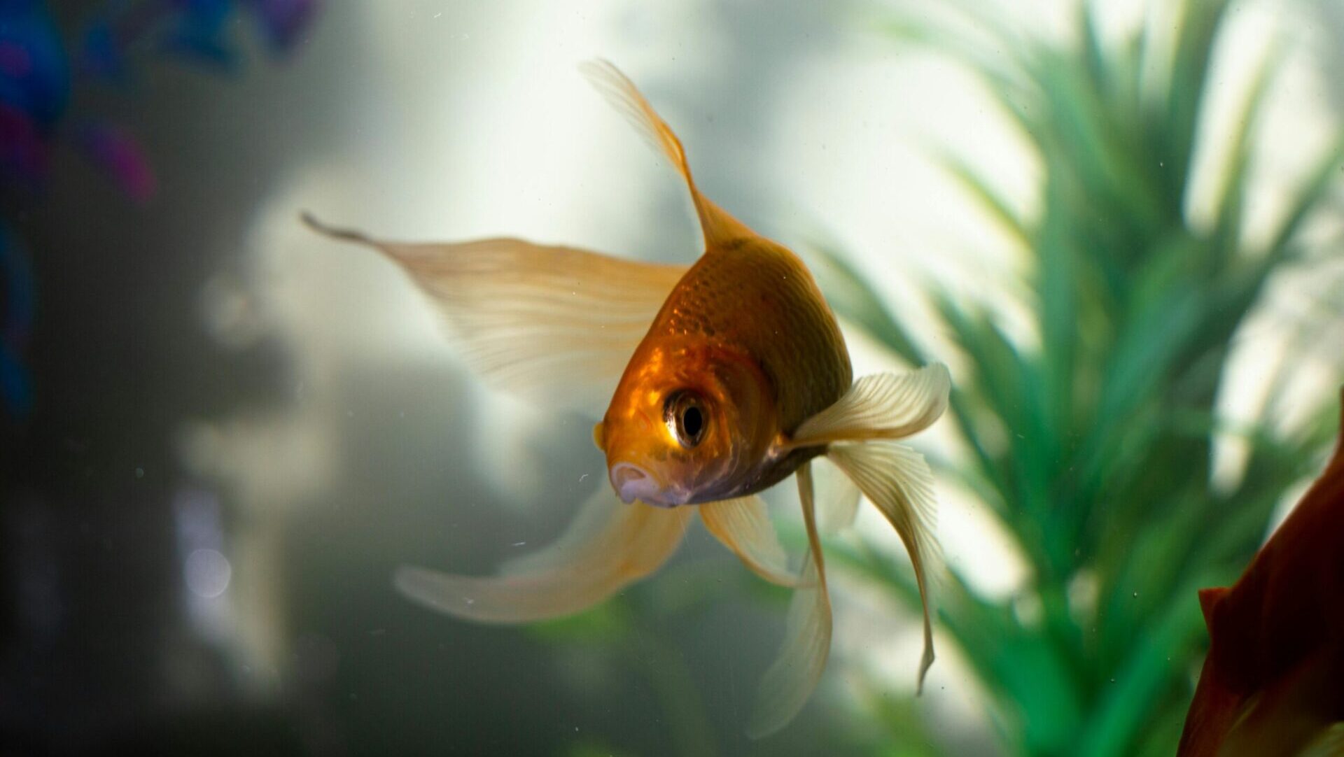 low-maintenance pets for small homes