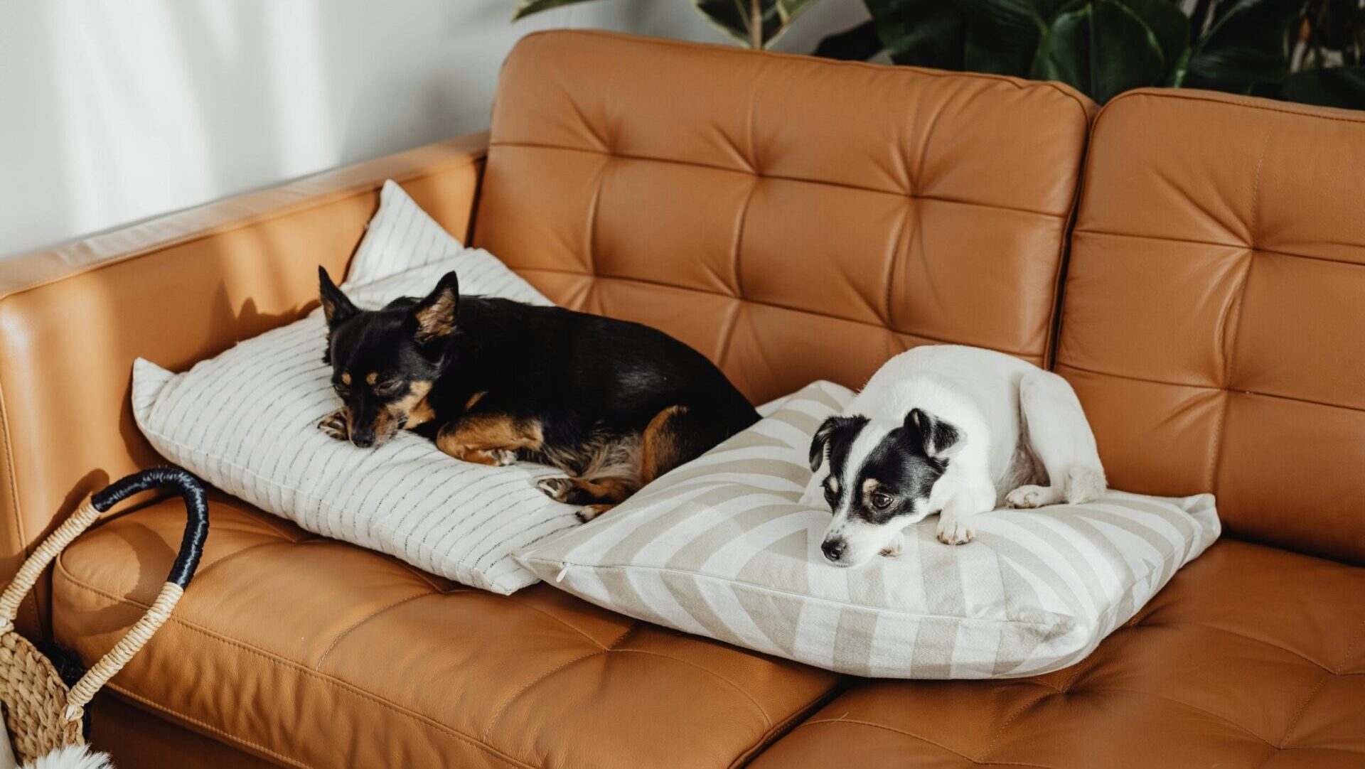 small pets that don’t need much room