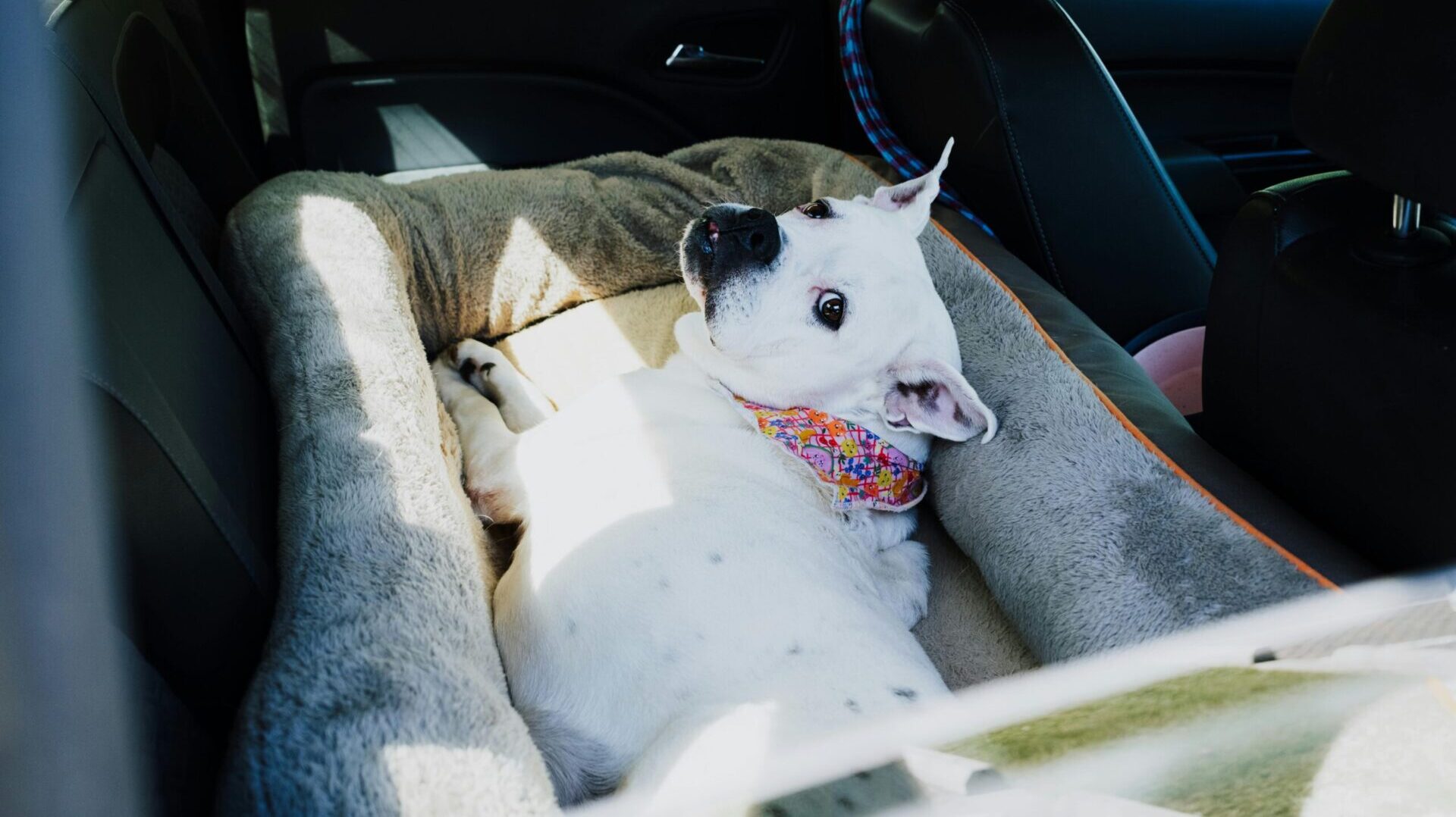 reducing pet travel stress.