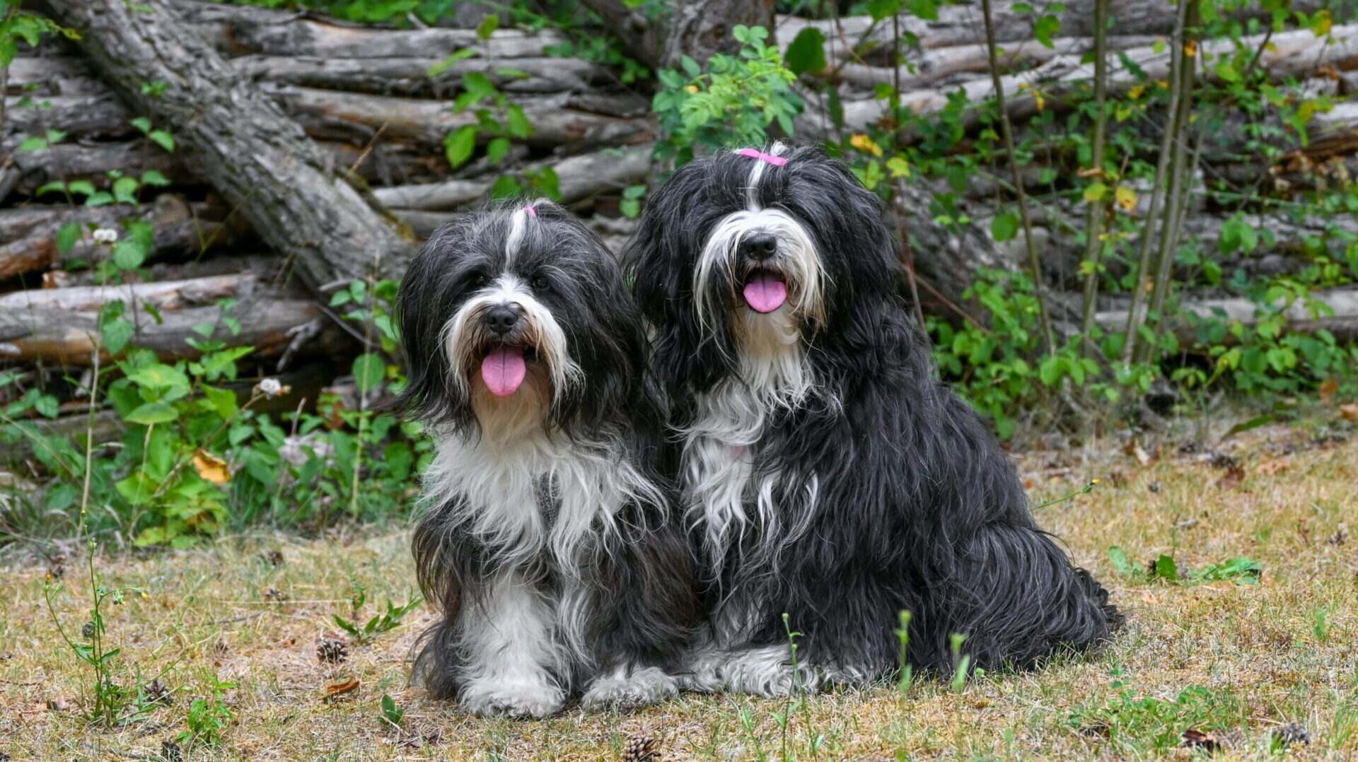 pet-friendly wedding venues