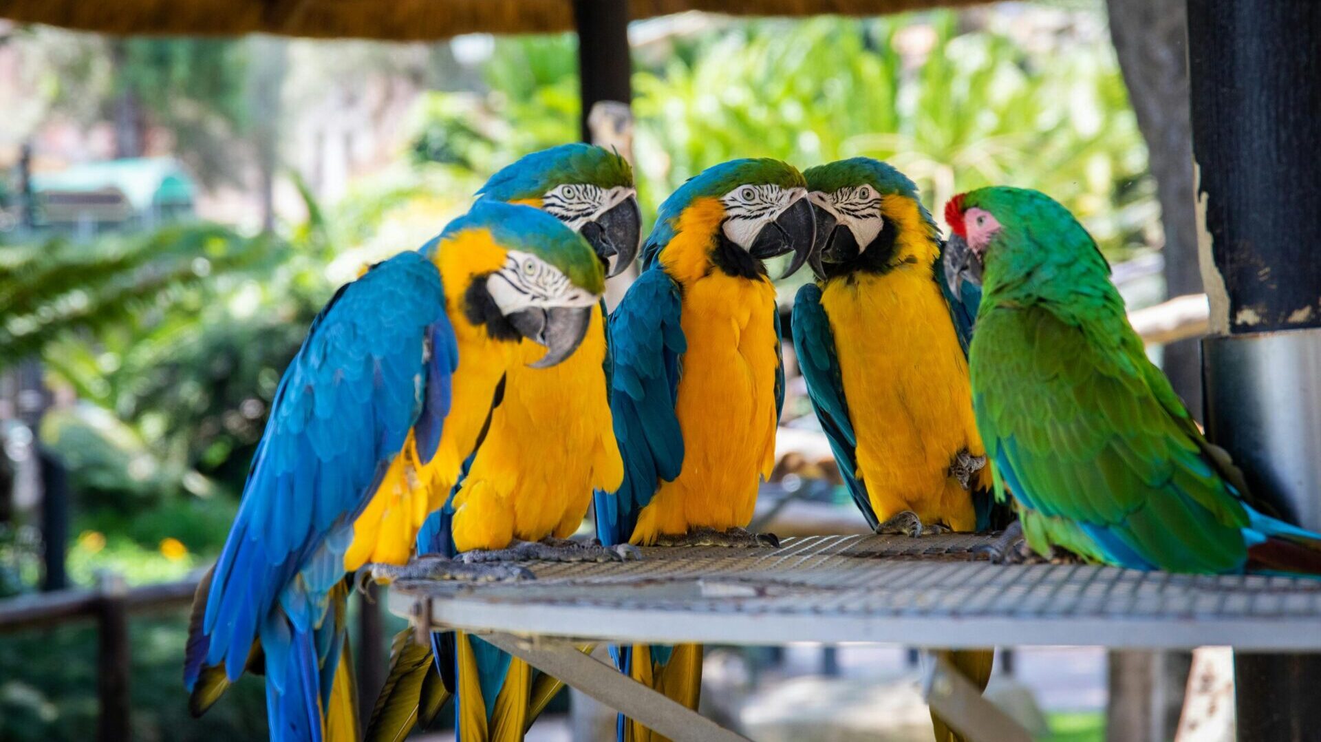 best cage pets for apartments.