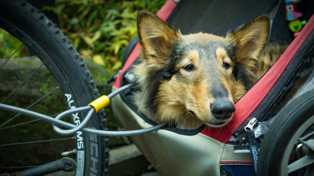 pet travel comfort tips.