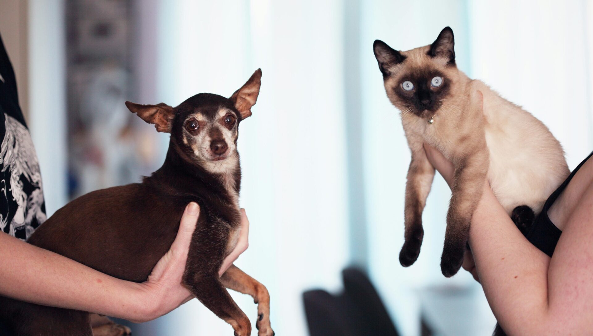 dogs vs cats for families