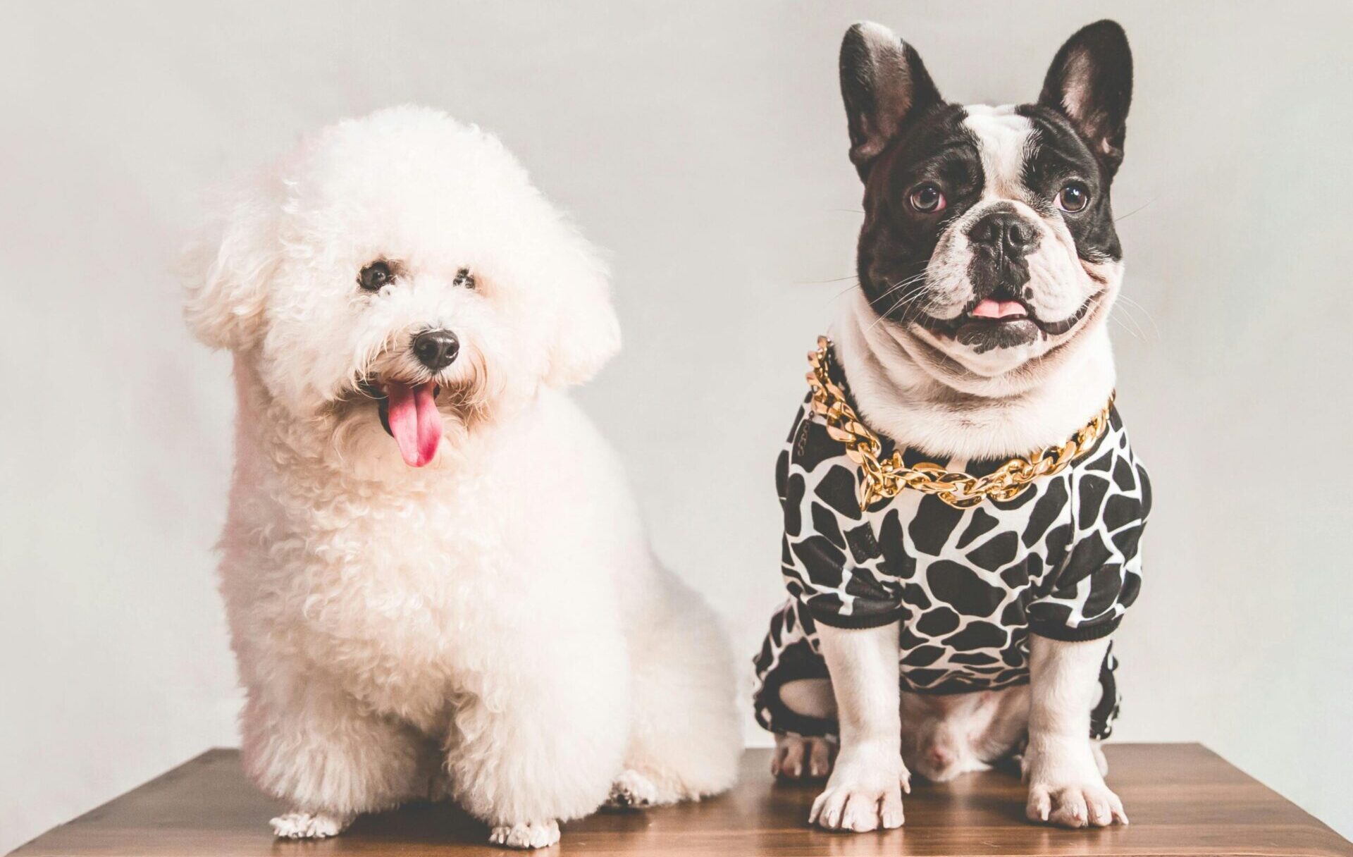 low-maintenance pets for small homes