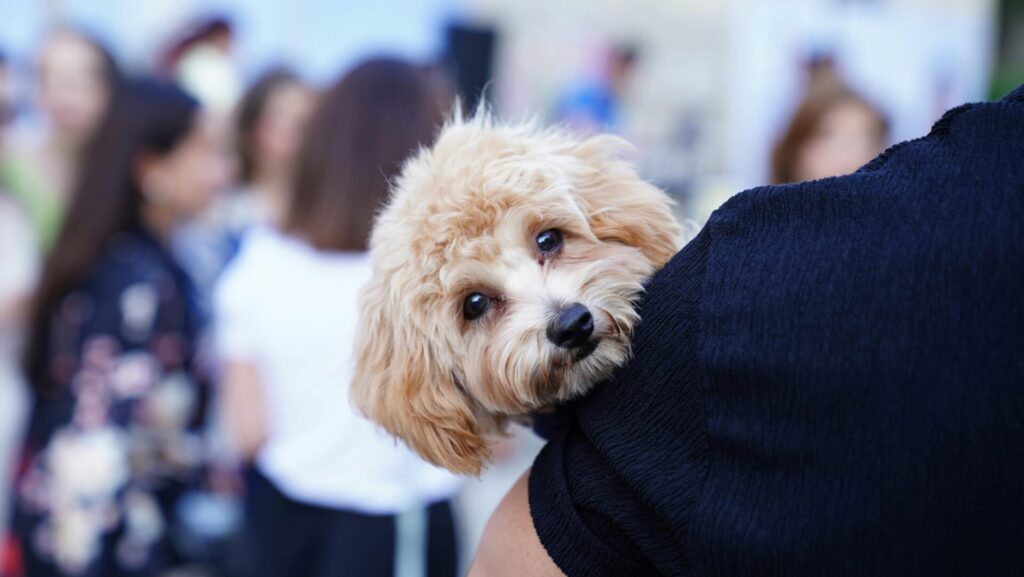 best ways to have your pets in weddings