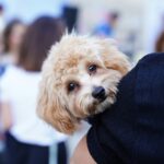 best ways to have your pets in weddings