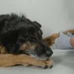 laser therapy for pets